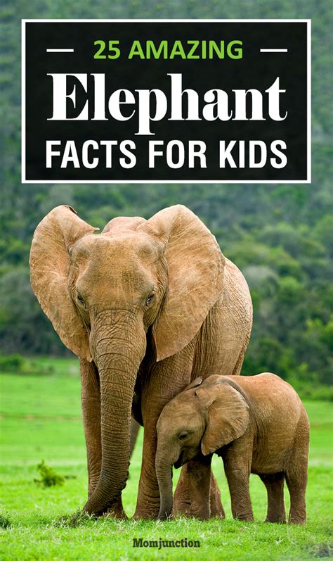 大象頭|象生活 Facts about Elephants